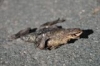 DSC_5999.JPG